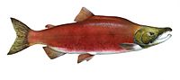 Oncorhynchus nerka