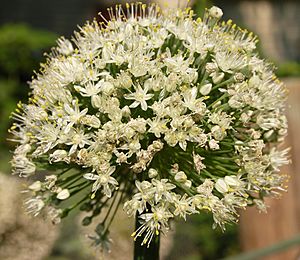 Onion Flower Head