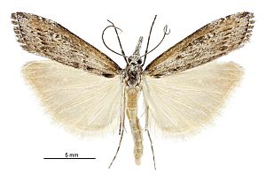 Orocrambus cyclopicus male2.jpg