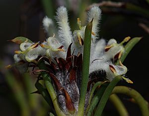 Petrophile accedens.jpg