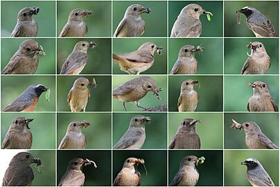 Phoenicurus phoenicurus - feeding poster(js)