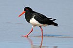 Pied Oystercatcher.jpg