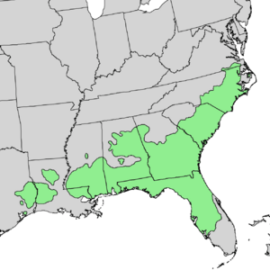 Pinus palustris range map.png