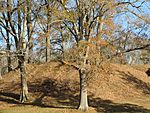 Pocahontas Mounds