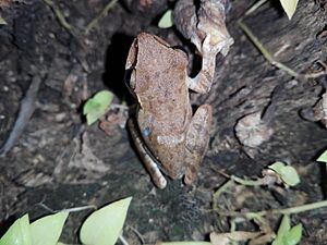 Polypedates maculatus head top view in Trincomalee, Sri Lanka in the night on14 July 2021