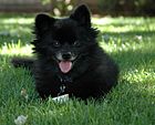 Pomeranian