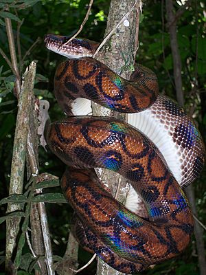 Rainbow boa peruvian