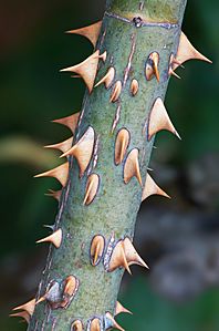 Rose Prickles