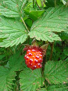 Salmonberry on Raspberry Island