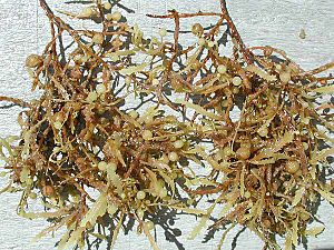 Sargassum weeds closeup.jpg