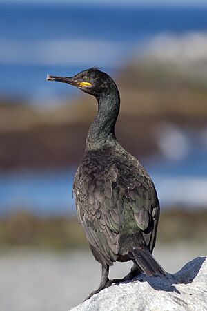 Shag Phalacrocorax aristotelis.jpg