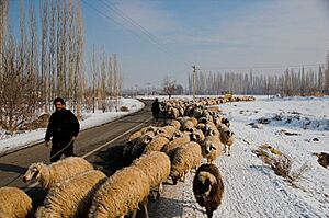 Shepherds iran