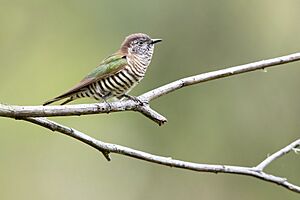 Shining Bronze Cuckoo 0772.jpg