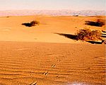 Sidewinder death valley