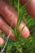 Solidago ptarmicoides 5443138