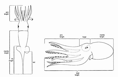 Standard measurements for cephalopods