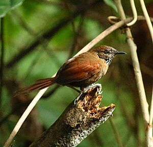 Stripe-breasted Spinetail (Synallaxis cinnamomea).jpg