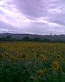 Sunflower cultivation at perambalur