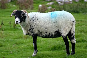 Swaledale sheep