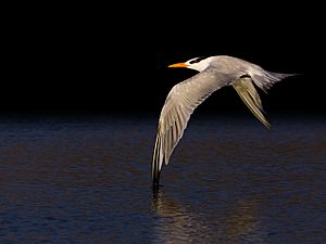 Thalasseus maximus -Morro Bay, California, USA -flying-8