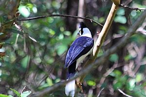 Tufted jay back