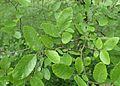 Ulmus crassifolia kz02