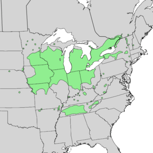 Ulmus thomasii range map 3.png