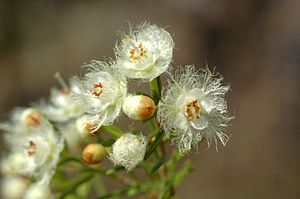 Verticordia cunninghamii.jpg