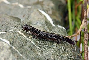 Ambystoma macrodactylum croceum.jpg