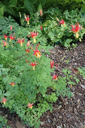 Aquilegia barnebyi kz01.jpg