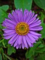 Aster alpinus 002