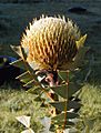 Banksia baxteri Stahl email