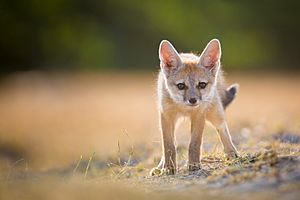 Bengal Fox Pup