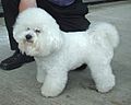 Bichon Frise 600