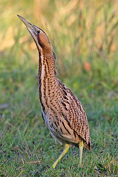 Bittern - Botaurus stellaris