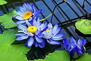 Blaue Seerosen (Nymphaea gigantea).jpg