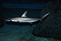 Bonnethead shark.jpg