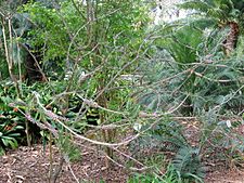 Callistemon macropunctatus