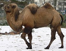 Camel seitlich trabend.jpg