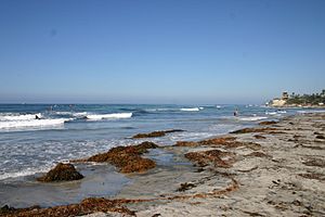 Cardiff Beach looking north