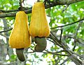 Cashew apples