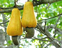 Cashew apples