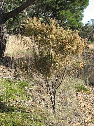 Cassinia arctuata.jpg