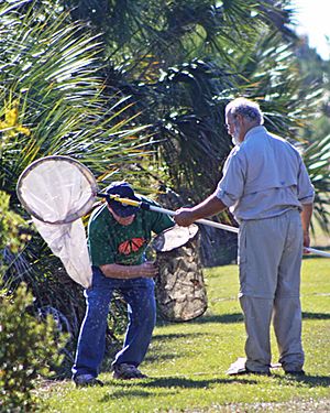 Catch To Tag Monarch Butterflys By Joody Moates