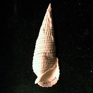 Cerithium dalli SR 02-224 02.jpg