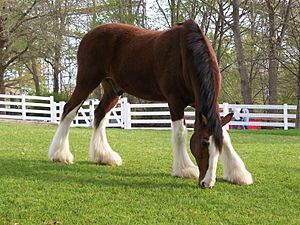 Clydesdale-busch-gardens