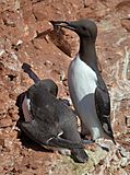 Common Murre Uria aalge.jpg