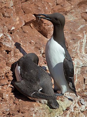 Common Murre Uria aalge.jpg