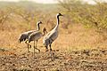 Common crane David Raju