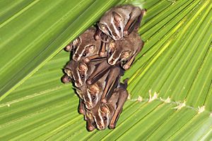 Common tent-making bats.JPG